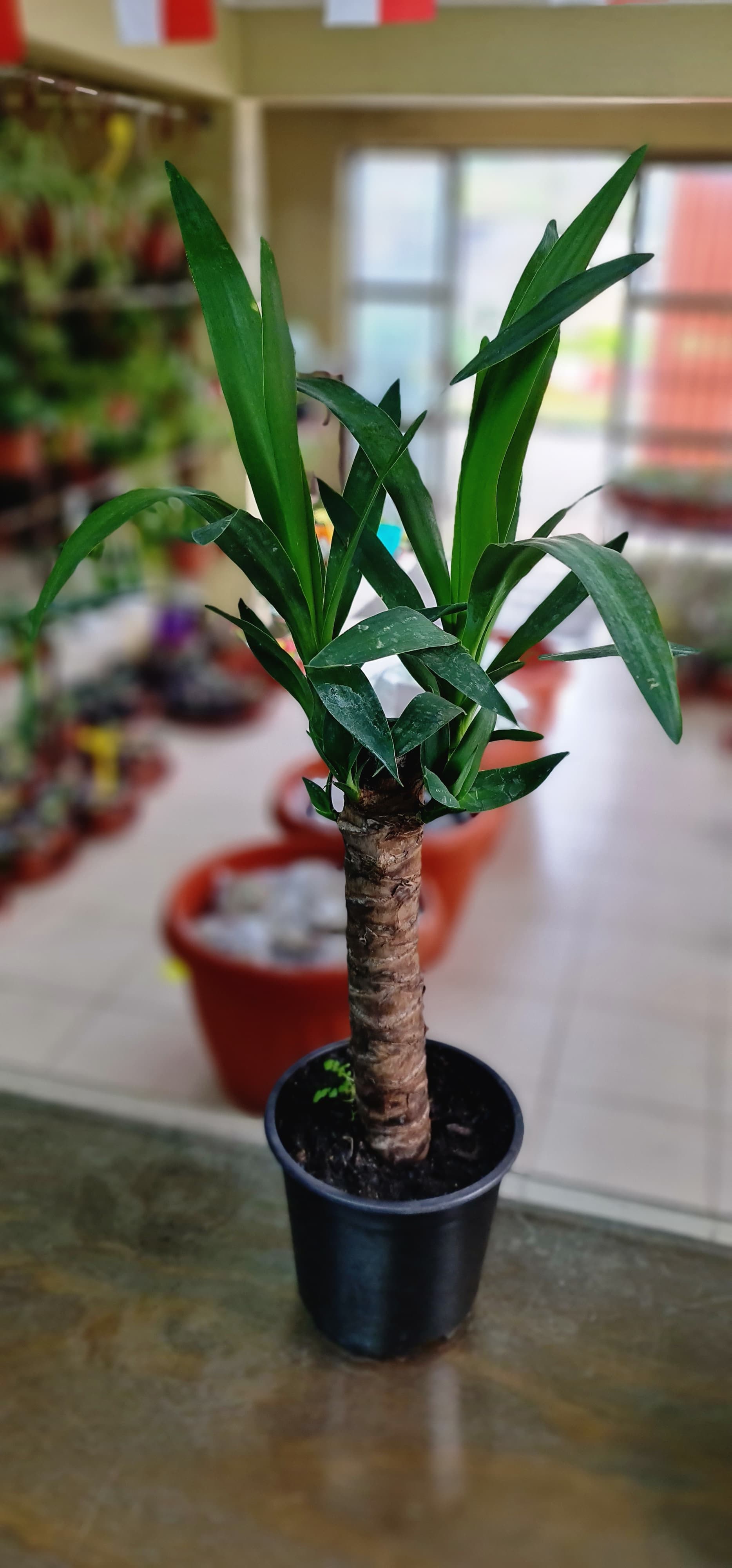 Ciprés Celeste Rara 959