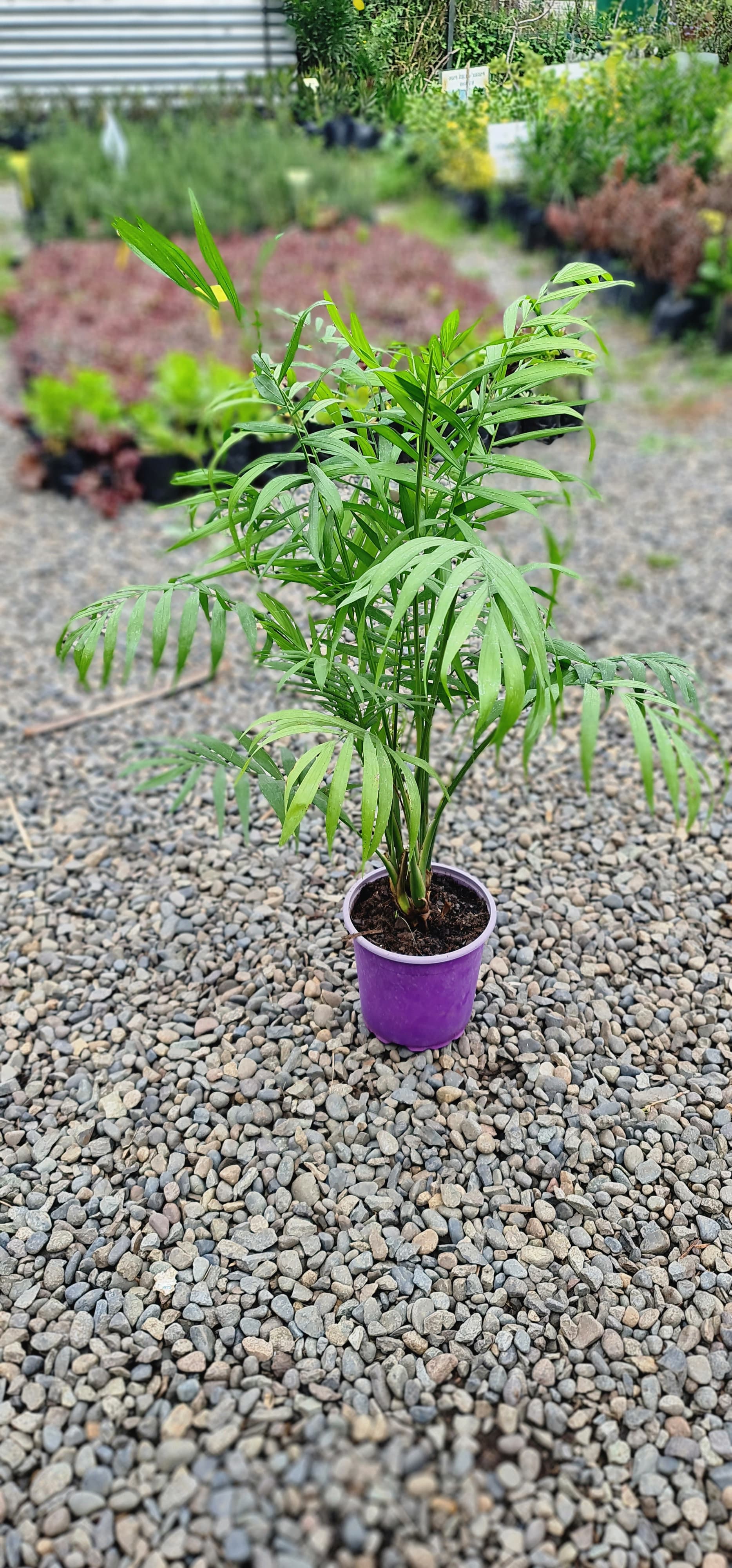 Champán Medicinal 510