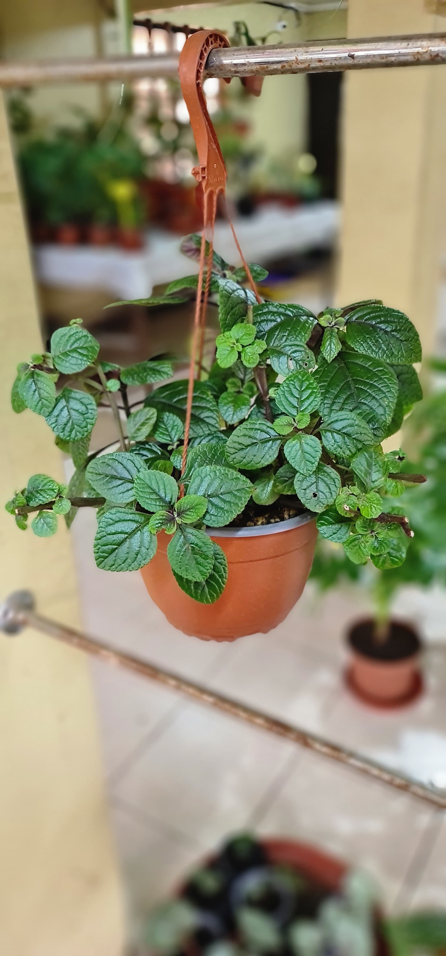 Aloe De bajo mantenimiento 345