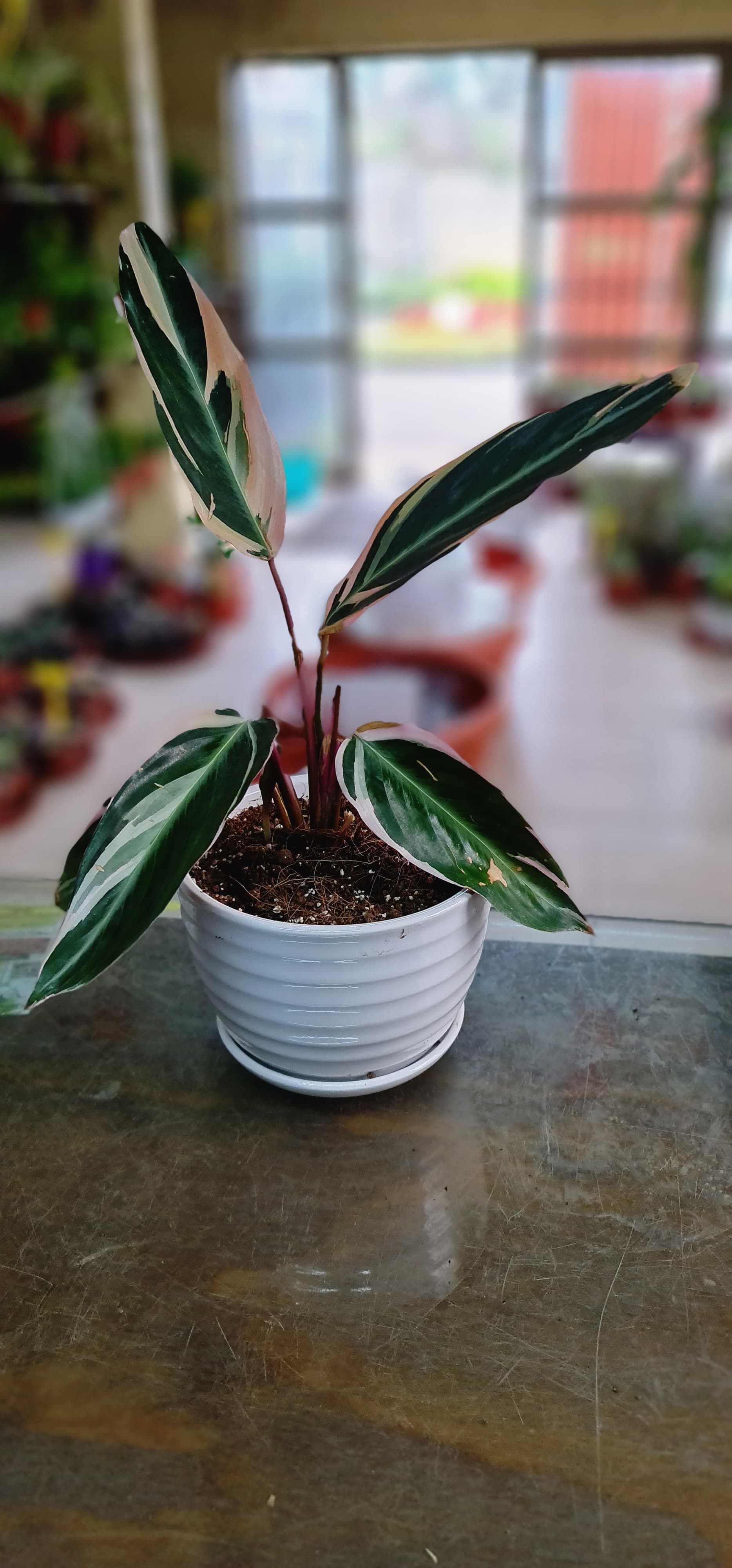 Begonia Coral Compacta 071