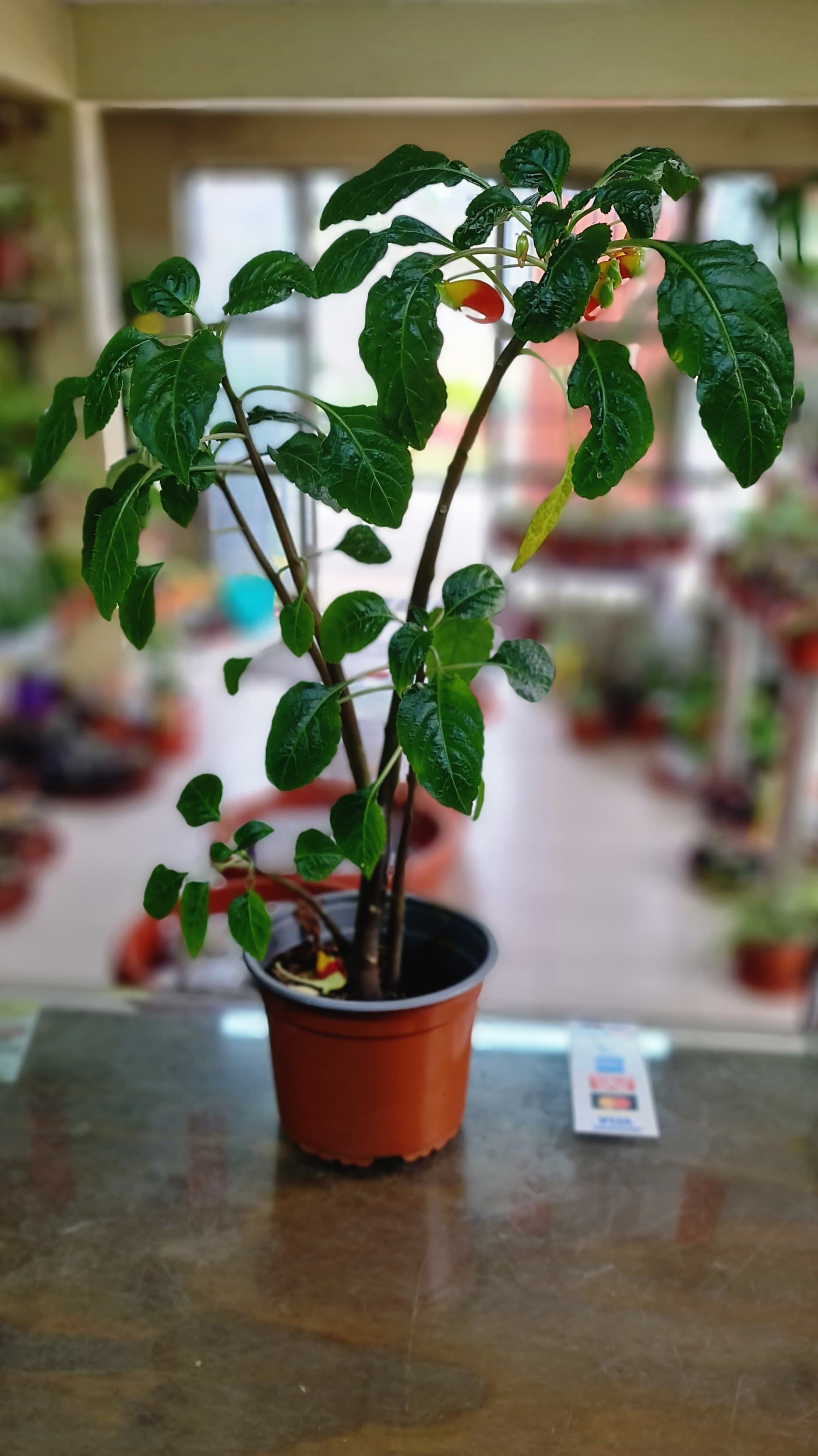 Cedro Celeste Exótica 586