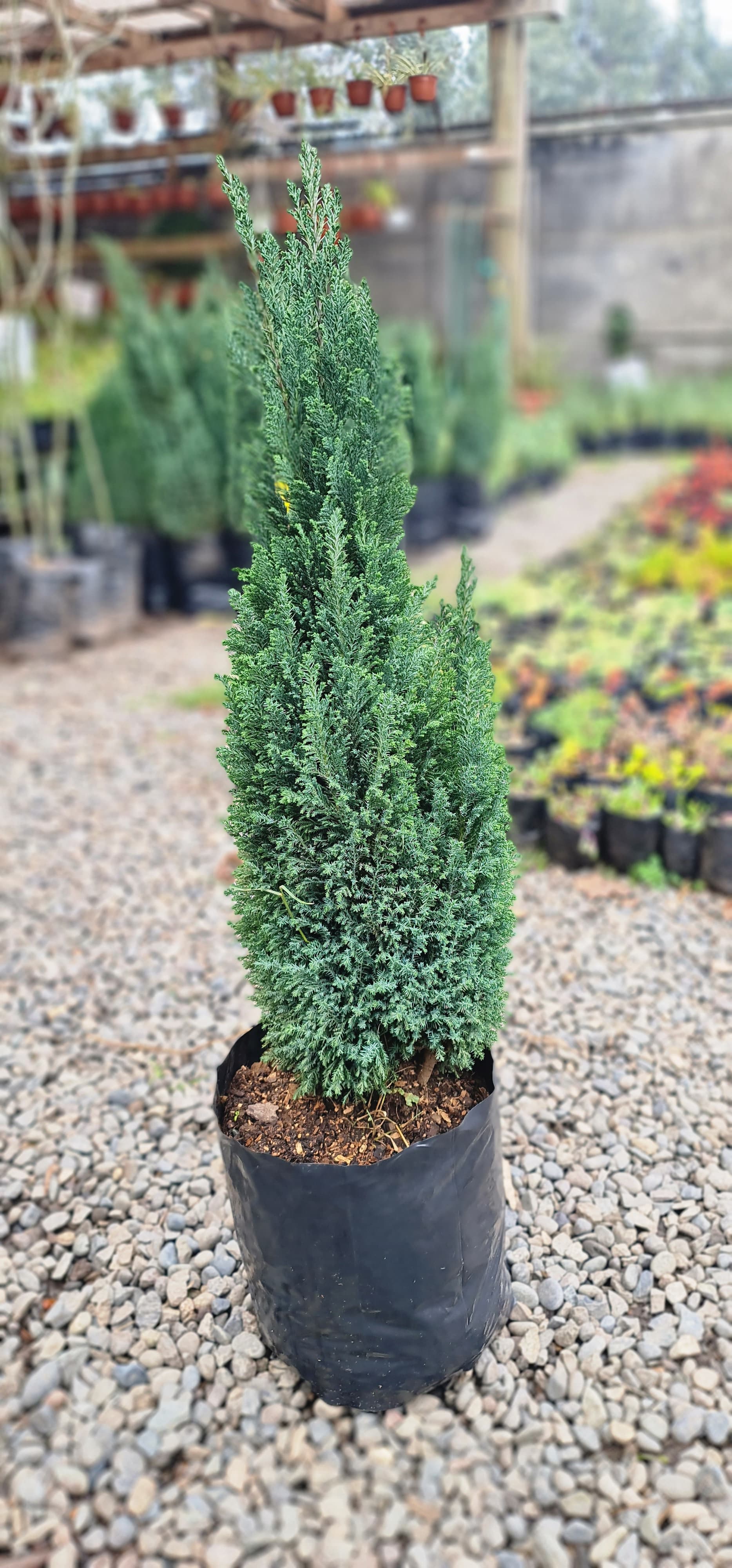 Arbolito De crecimiento rápido 671