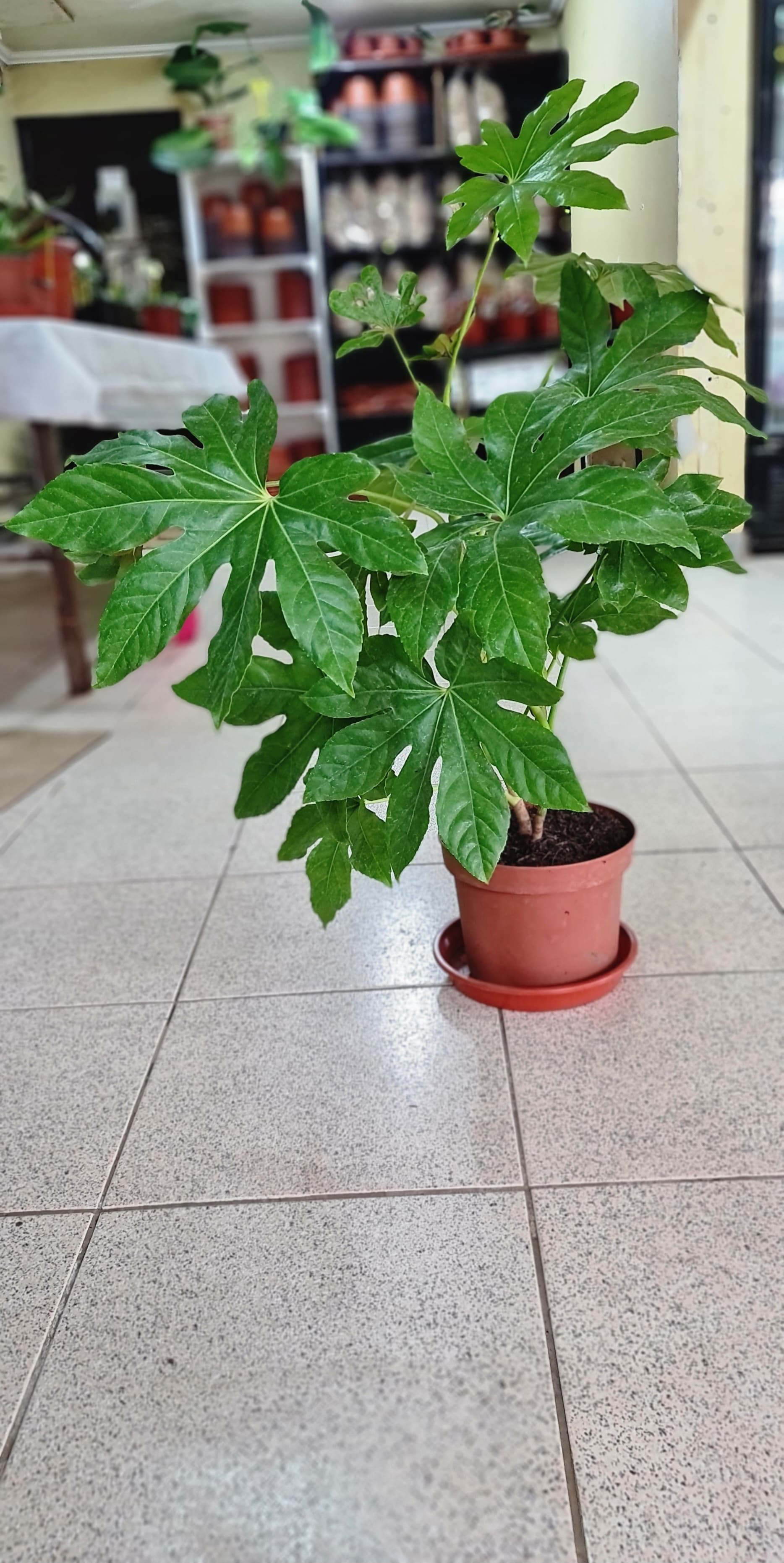 Rosal Esmeralda De raíces aéreas 966