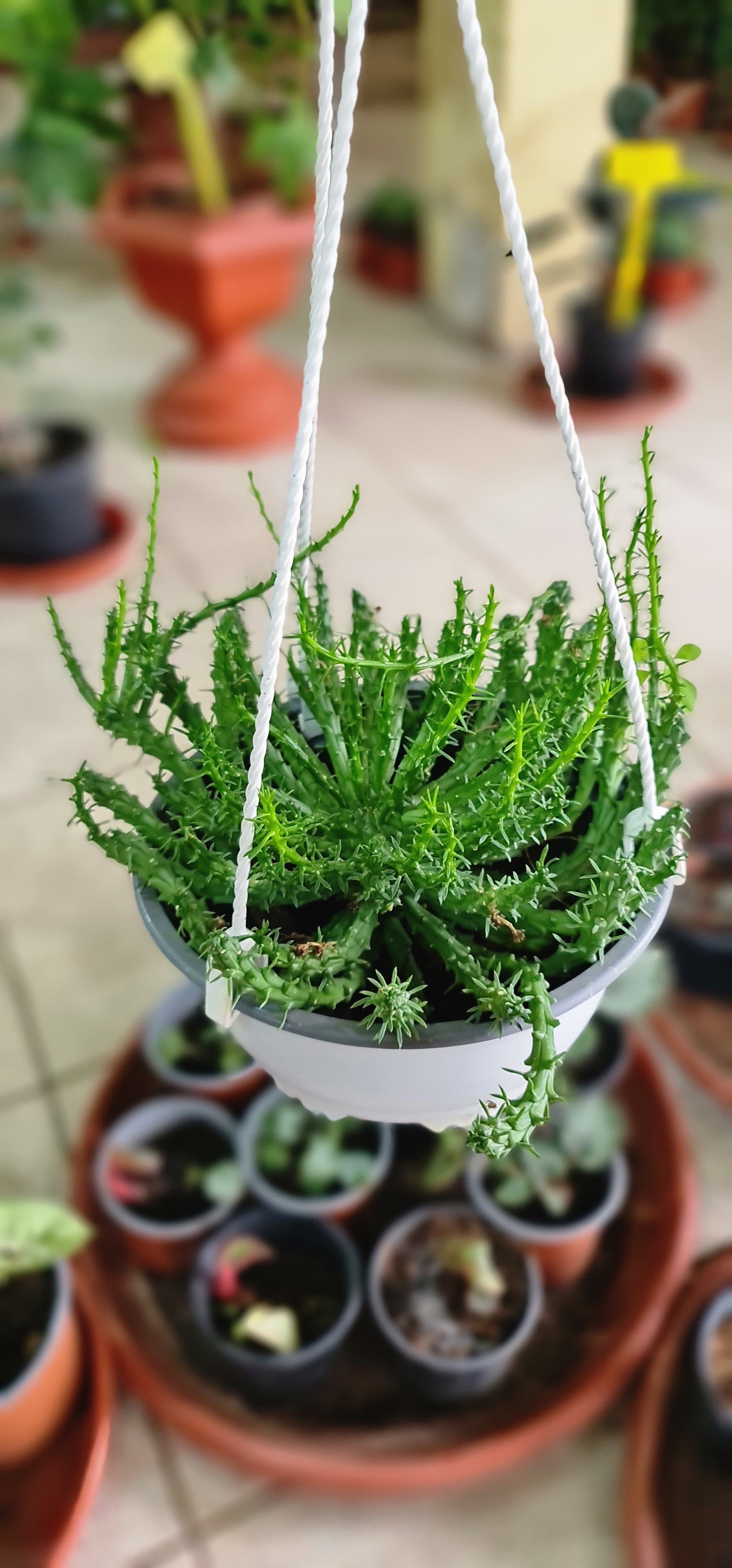 Suculenta De raíces profundas 801