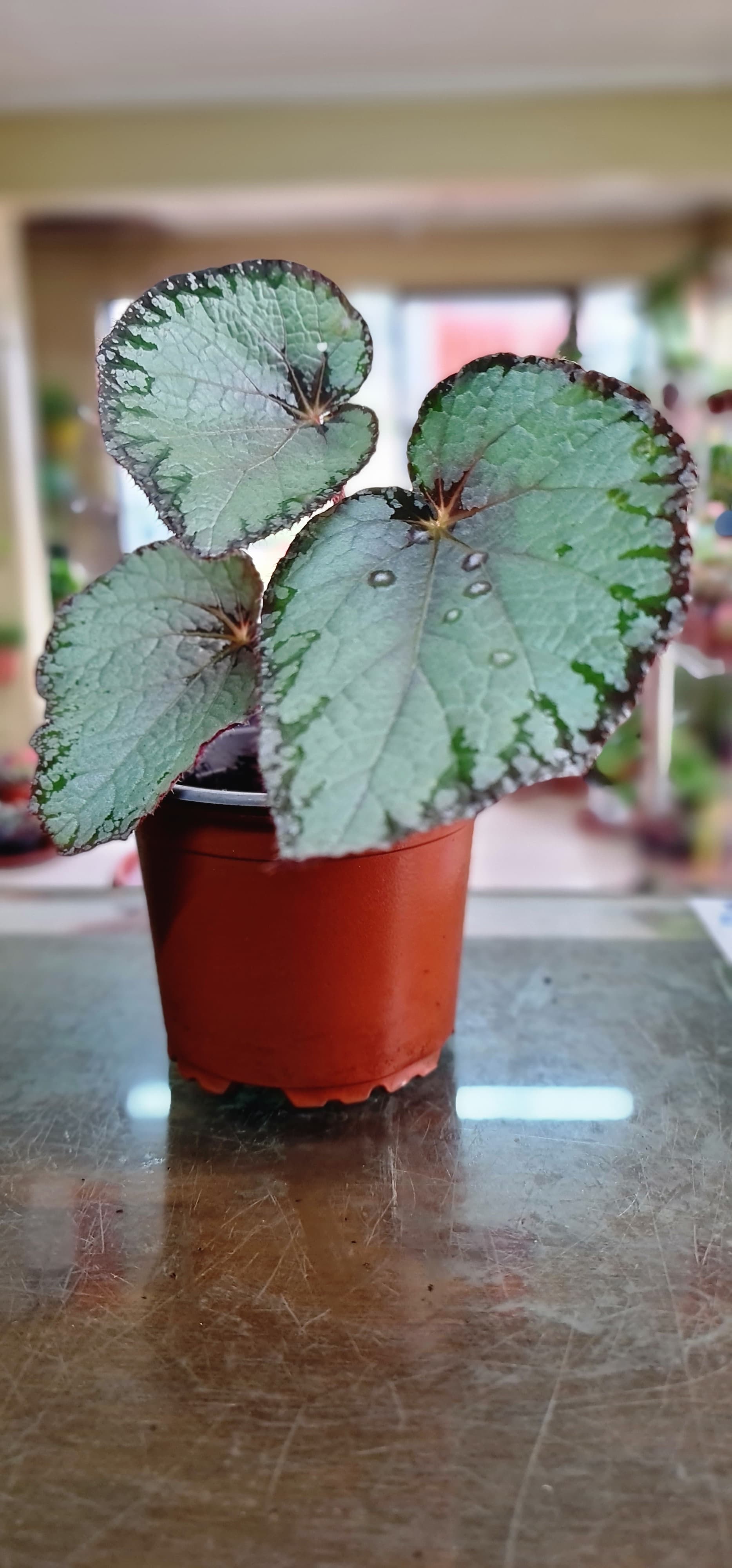 Tulipán Verde Medicinal 689